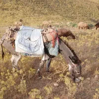الاغ ماده زرنگ گله ی