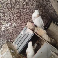 کبوتر