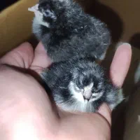 جوجه امروک دورگ