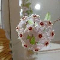 گل هویا|گل و گیاه طبیعی|اصفهان, باغ کاران|دیوار