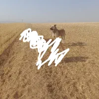 واگذاری سگ نر