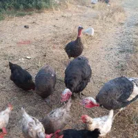 بوقلمون نر ماده