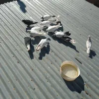کبوتر|پرنده|گل تپه, |دیوار