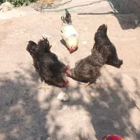 مرغ تخم گذار
