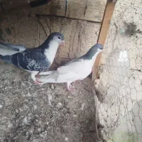 ساده مگسی با خال سبز ماده