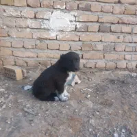 واگذاری توله افقان دم قول اصل جنس