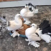 کبوتر دم چتری کاکولی پاپر جوجه