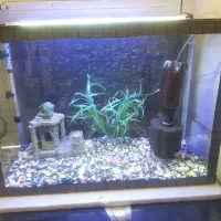 آکواریوم کلاسیک با کلیه لوازم
