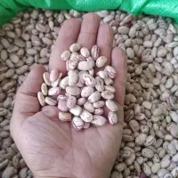 لوبیا چیتی ایرانی / کپسولی ۳۹۰/۰۰۰ کالا برگ فعال