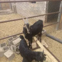 فروش بز