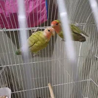 کوتوله برزیلی