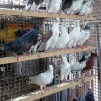 کبوتر غریبگیری