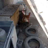 بوقلمون