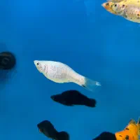 انواع ماهی ، آکواریوم، پرنده، ملزومات پت شاپ|ماهی|شیراز, شهرک استقلال|دیوار