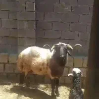 قوچ