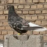 جفت کوهی دمسفید کلکسیونی