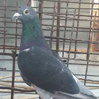 با سلام فروش کفتر مسافتی چاپی ماده