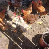 مرغ تخم گذار