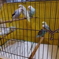 مرغ عشق به قیمت فنج