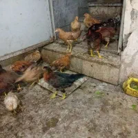 نیمچه مرغ و خروس همه زیر مرغی