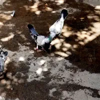 کبوتر|پرنده|شهرکرد, |دیوار
