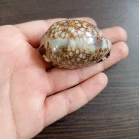 صدف تزیینی.