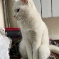 گربه اسکاتیش