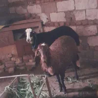 بره افشارنروماده