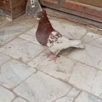 پوستر پرنده