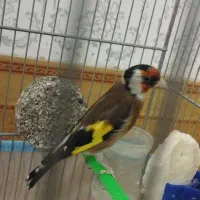 سیره کهنه خال حلب