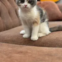 بچه گربه اسکاتیش