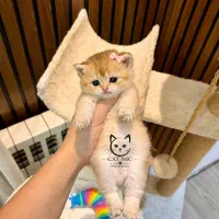 گربه بریتیش جینجر