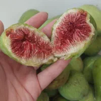 انجیر محلی