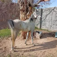 اسب عرب|اسب و تجهیزات اسب‌سواری|دماوند, دماوند|دیوار