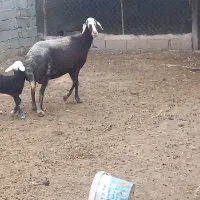 فروش یک راس گوسفند  بره مار