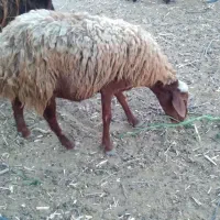 ۲ میش حامله به همراه ۲ بره