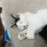 گربه|گربه|علیآباد کتول, |دیوار