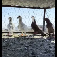 کفتر رنگه صید قلدور