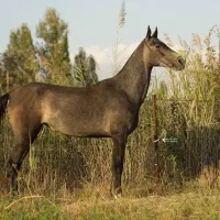 مادیان اصیل ترکمن
