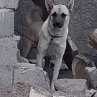 سلام این سگ فروشی هسته
