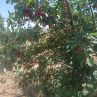 خرید و فروش البالو مجار و معمولی