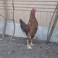 جوجه خروس