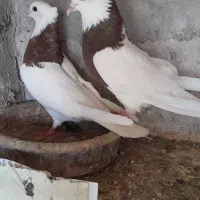 طوقی کاکلی خوشکل