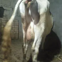 فروش گاوشیری ،تک شیر