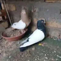 جفت کفتر