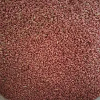 نیازمند کمباین جاندیر کاهکوب برای درو گندم