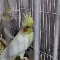 عروس هلندی