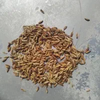 شلتوک دارین زنگ بزن
