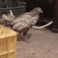 مرغ سبرایت بالغ