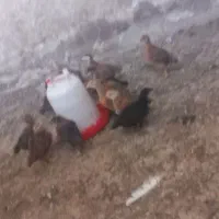 جوجه‌محلی